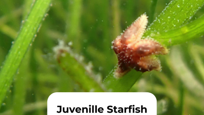 World Seagrass Day 2024